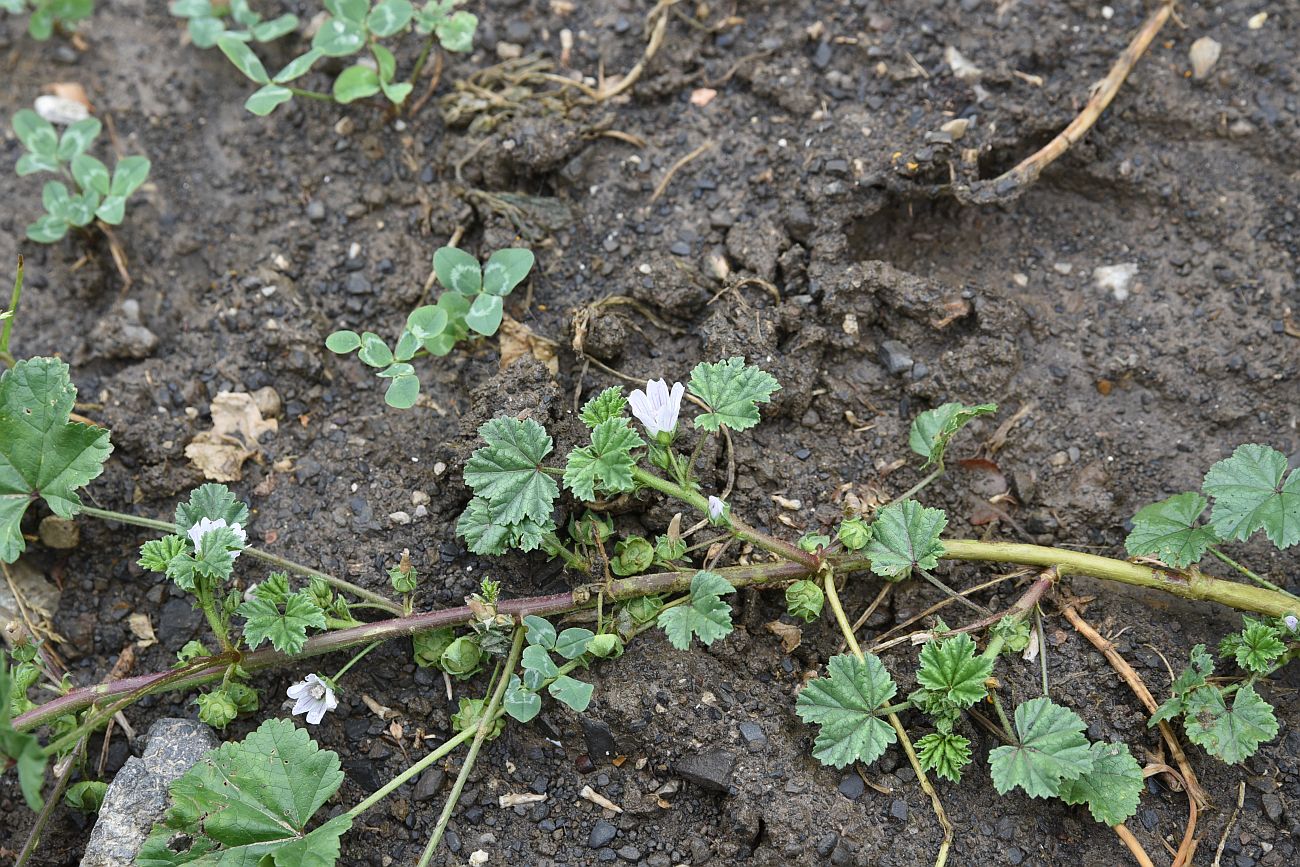 Изображение особи Malva neglecta.