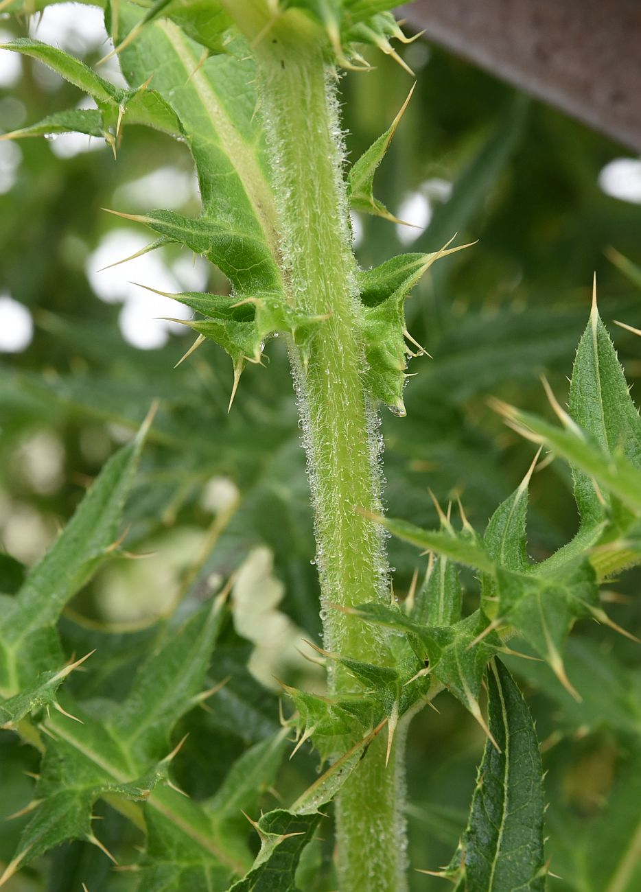 Image of genus Cirsium specimen.