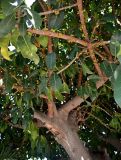 Ficus lutea. Часть ствола и ветви с соплодиями. Марокко, обл. Касабланка - Сеттат, г. Касабланка, в культуре. 30.12.2022.