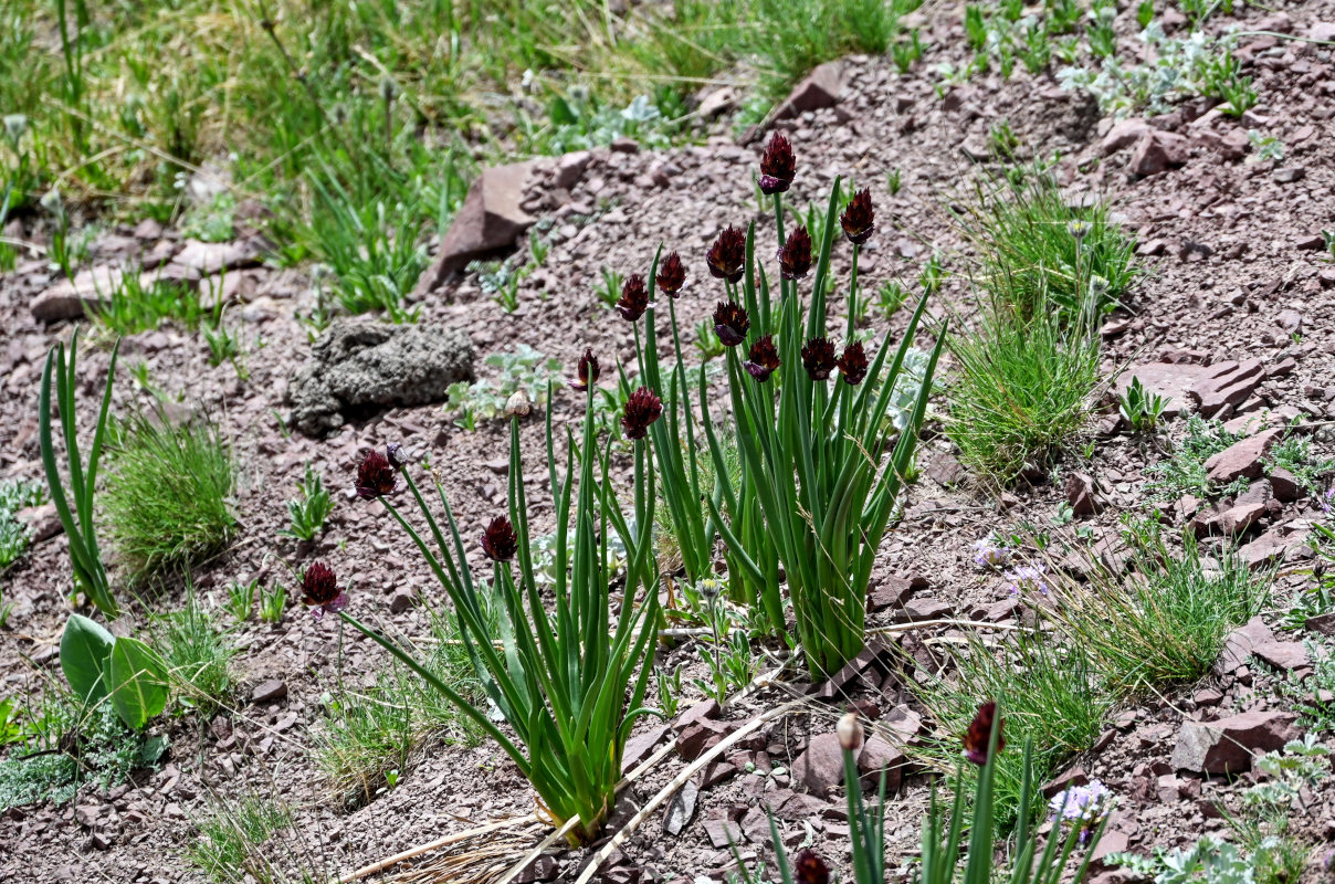 Image of Allium atrosanguineum specimen.