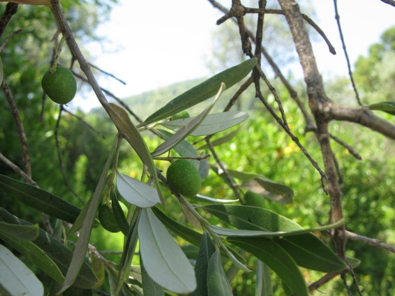 Image of Olea europaea specimen.