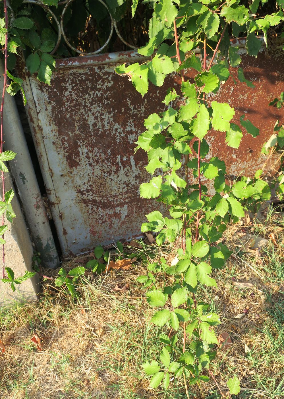 Image of genus Rubus specimen.