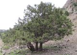 Juniperus seravschanica