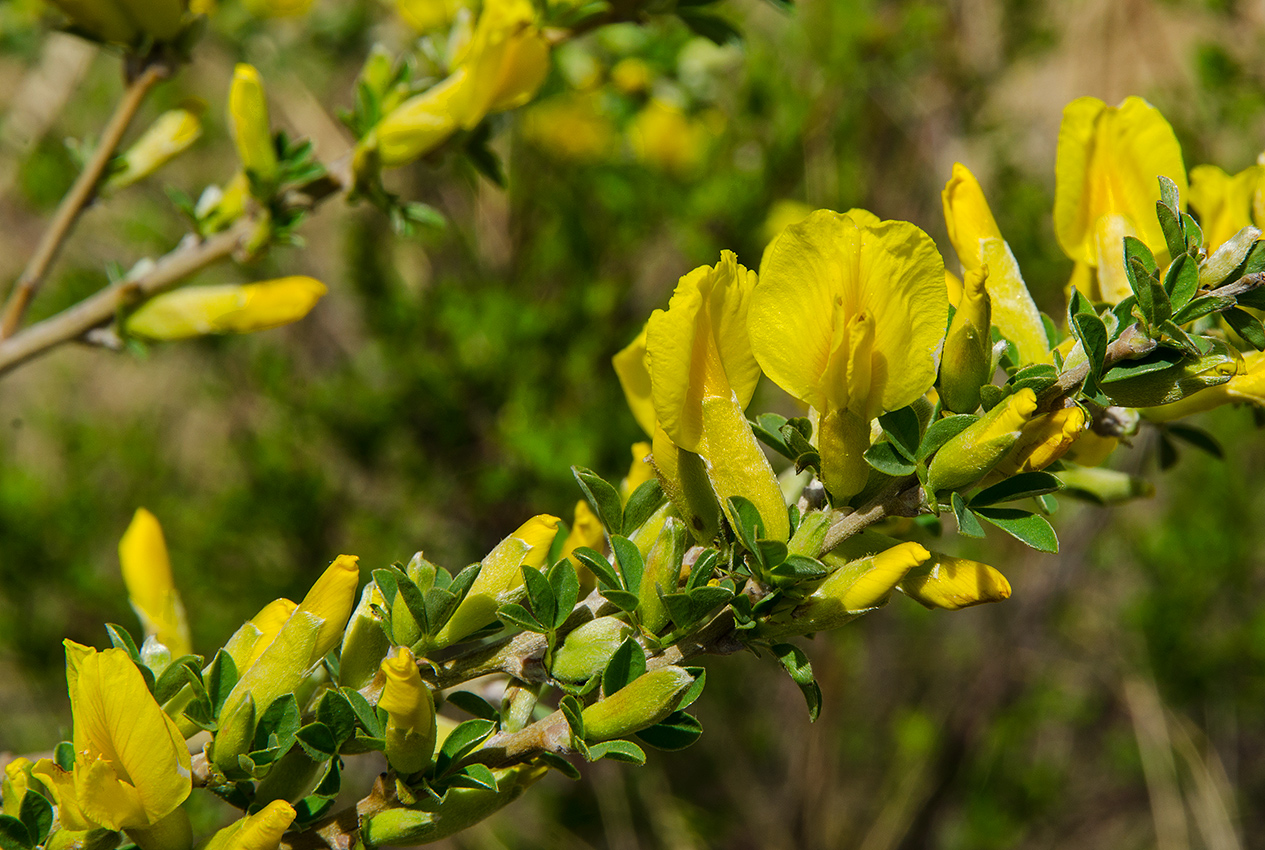 Image of genus Chamaecytisus specimen.