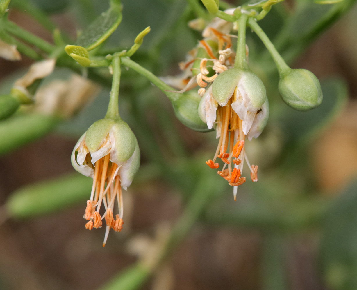 Image of Zygophyllum miniatum specimen.