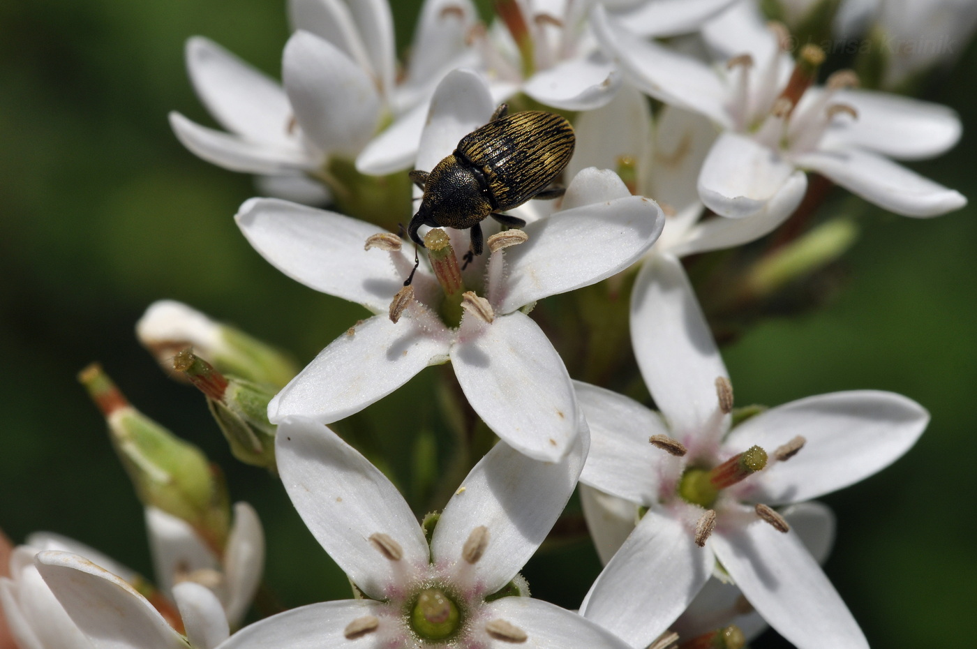 Image of Lysimachia clethroides specimen.