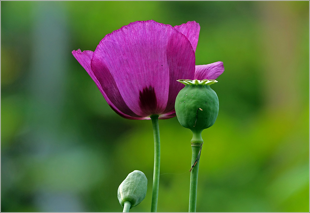 Изображение особи Papaver somniferum.