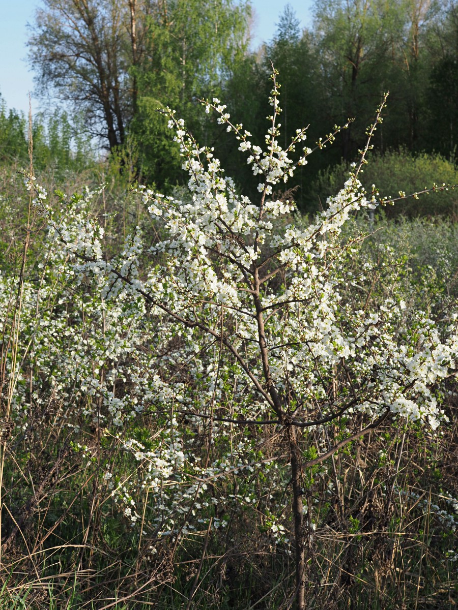 Image of Prunus spinosa specimen.