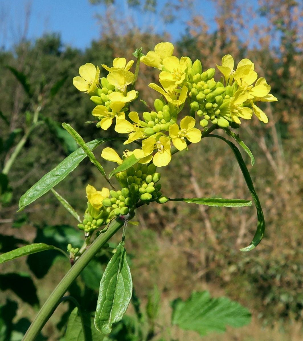 Image of Brassica nigra specimen.