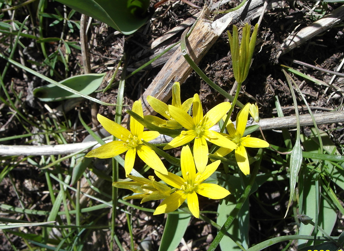 Изображение особи Gagea liotardii.