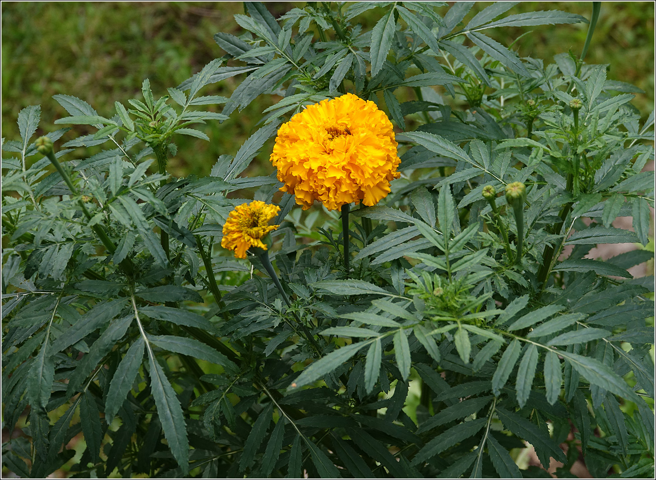 Image of Tagetes erecta specimen.