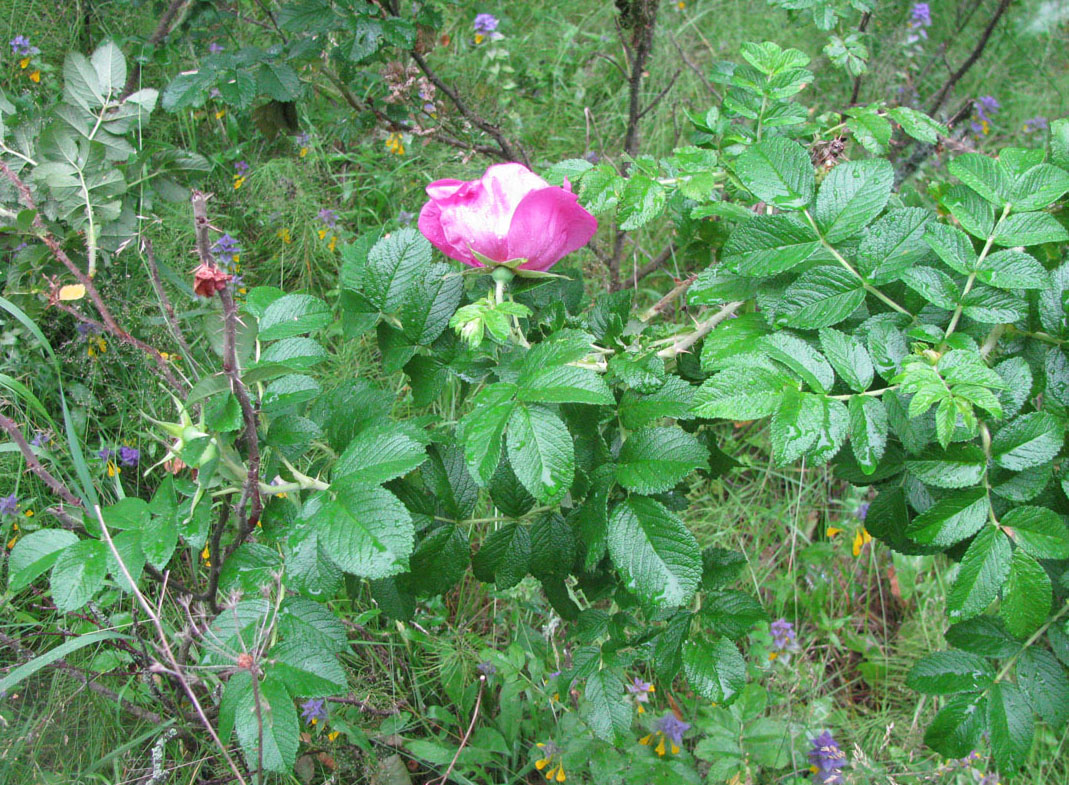 Изображение особи Rosa rugosa.