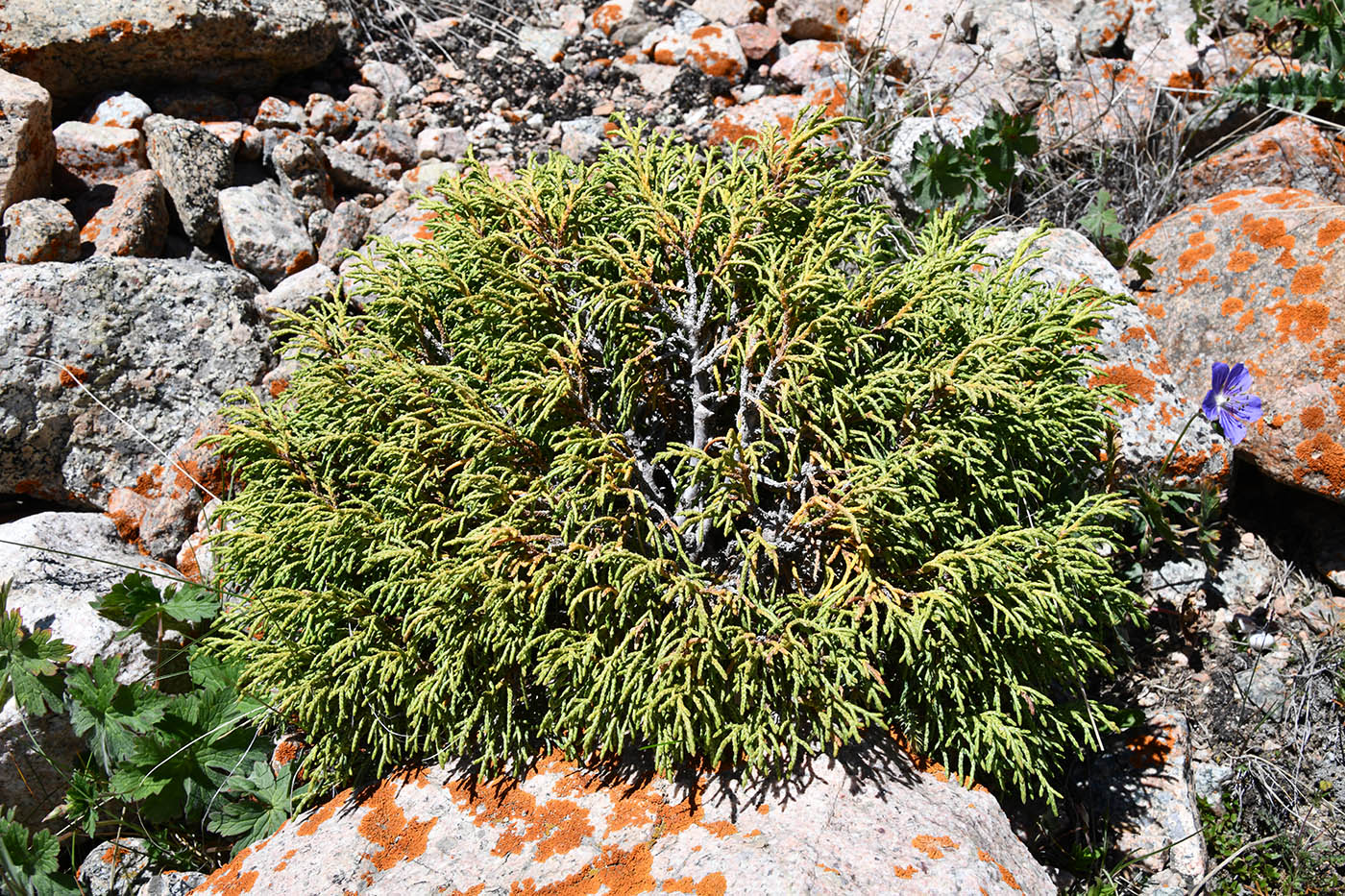 Image of Juniperus pseudosabina specimen.