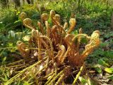 Polystichum braunii