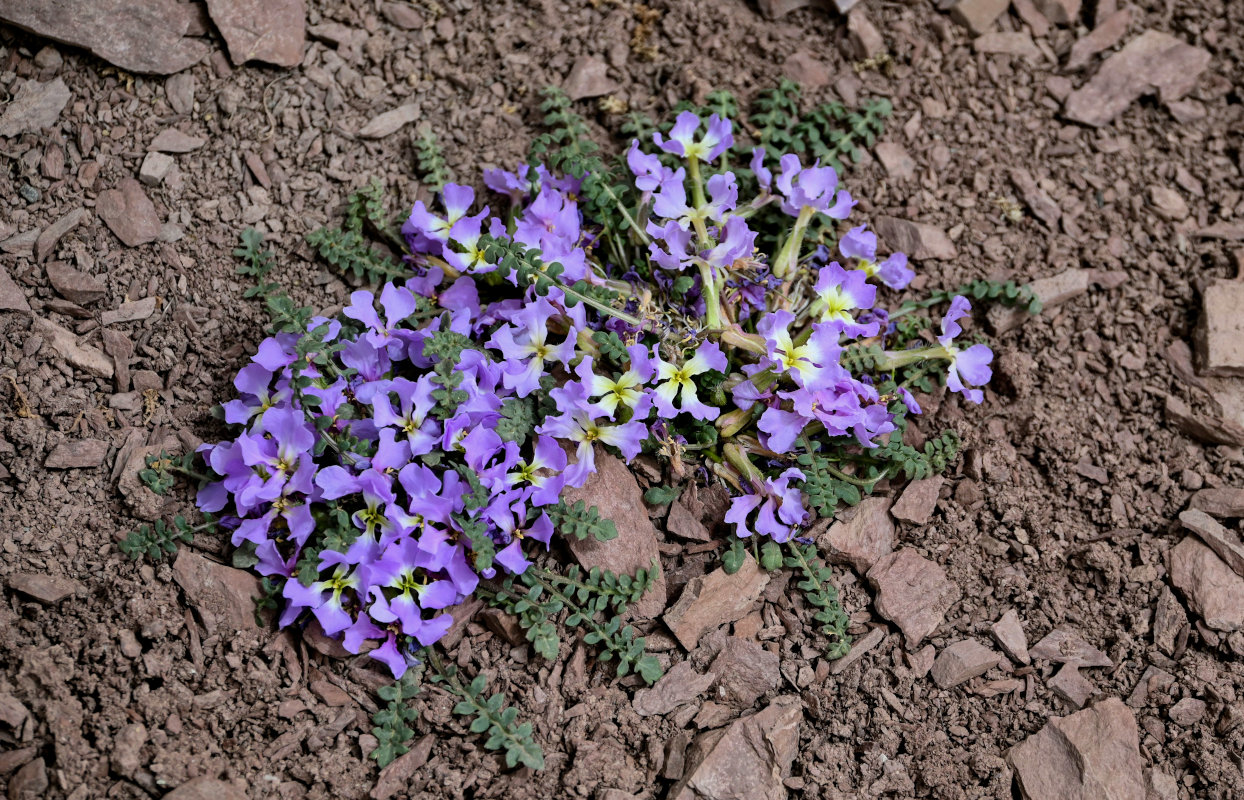 Image of Chorispora bungeana specimen.