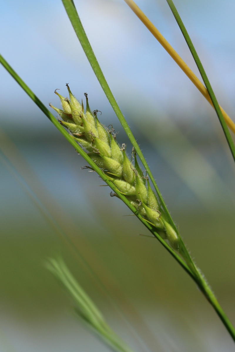 Изображение особи Carex hirta.