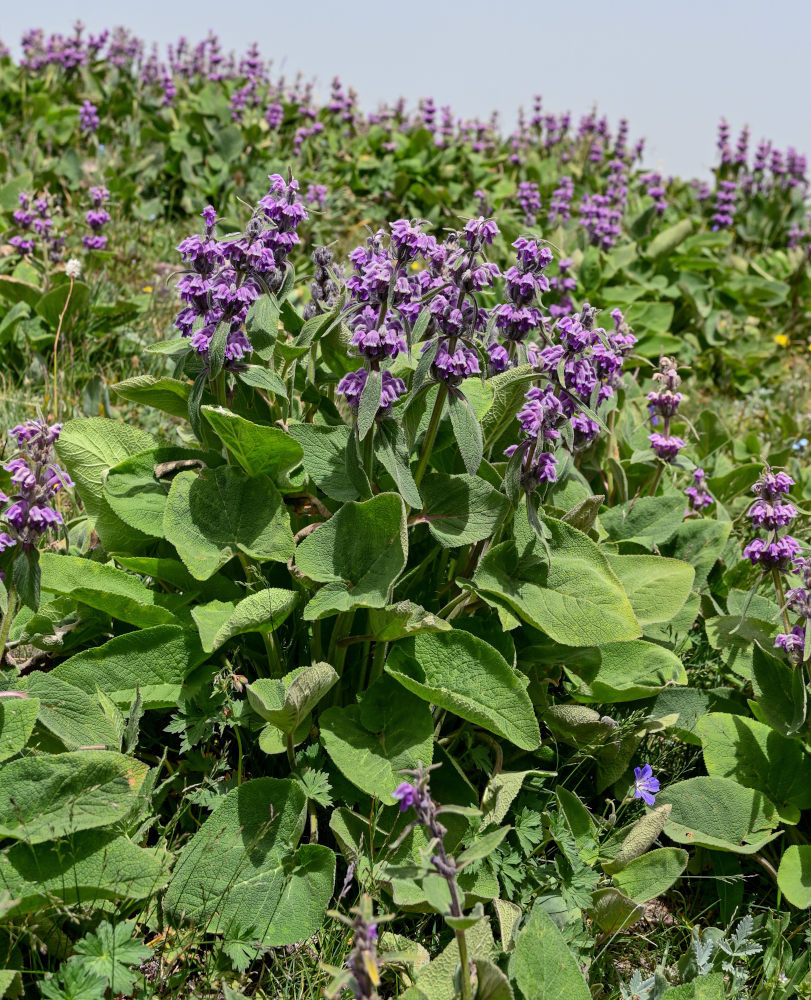 Изображение особи Phlomoides oreophila.