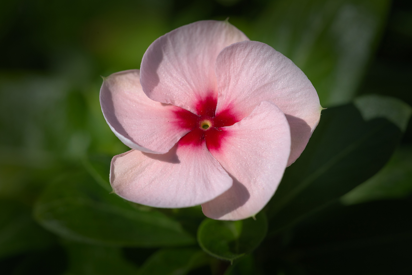 Image of Catharanthus roseus specimen.