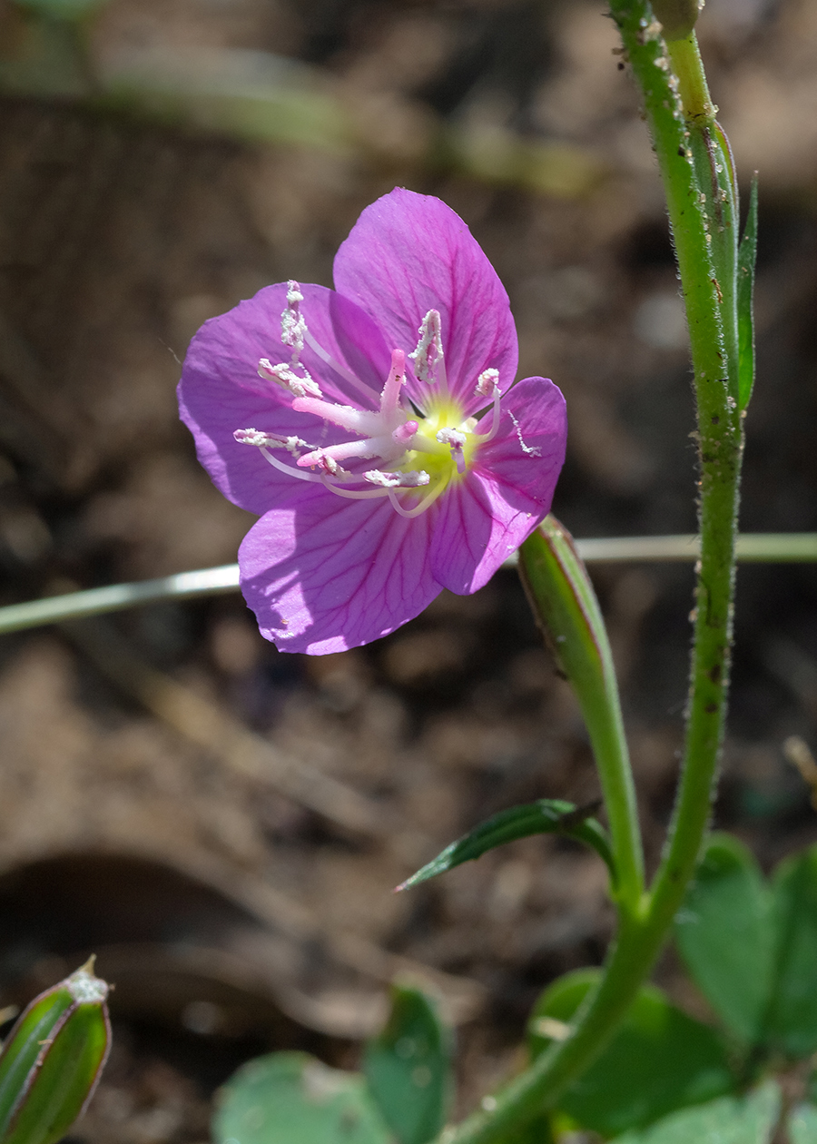 Image of Oenothera rosea specimen.