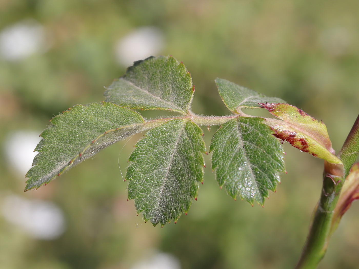 Image of Rosa tomentosa specimen.