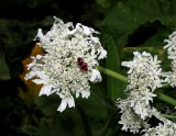 Heracleum sosnowskyi