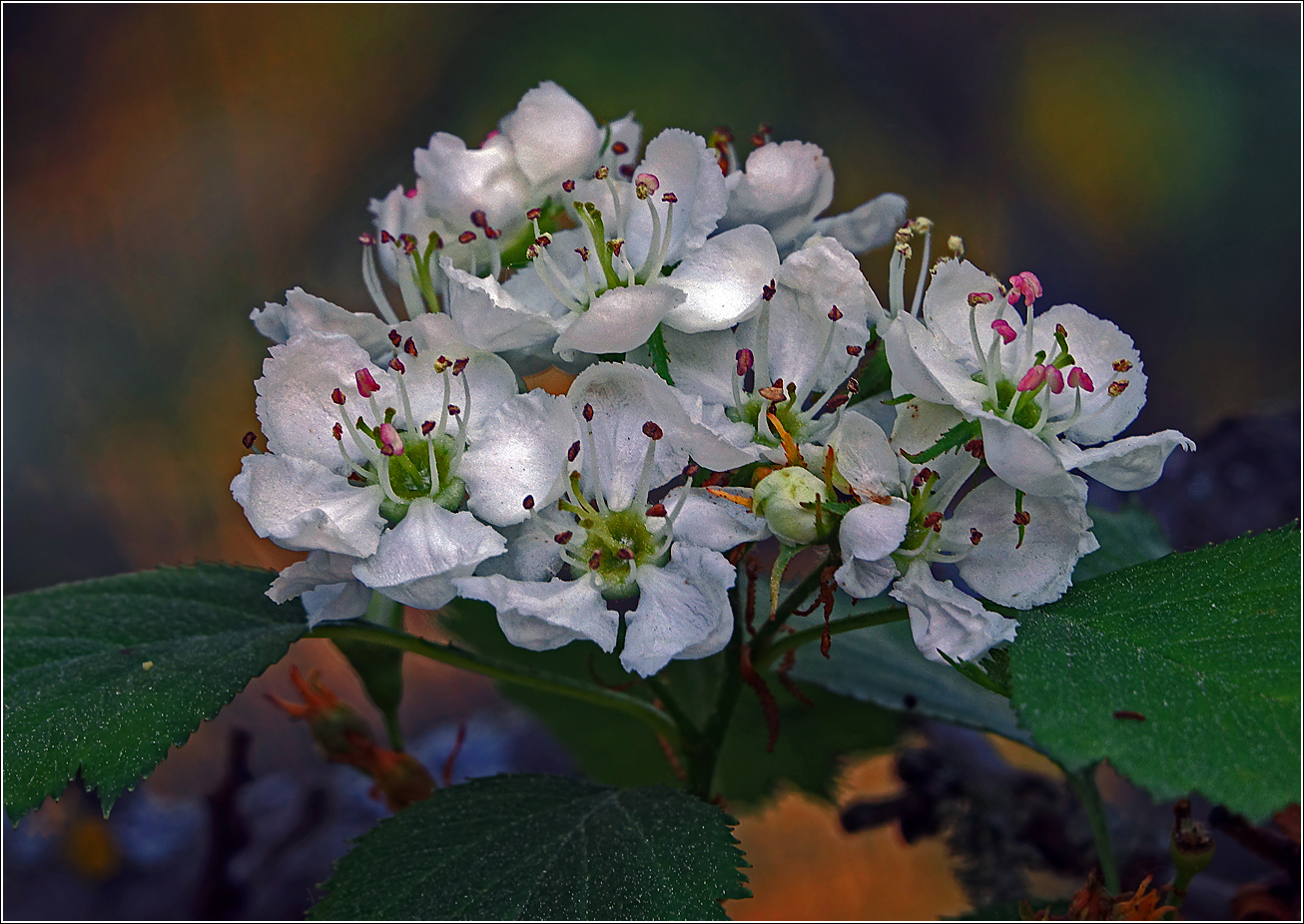 Изображение особи род Crataegus.