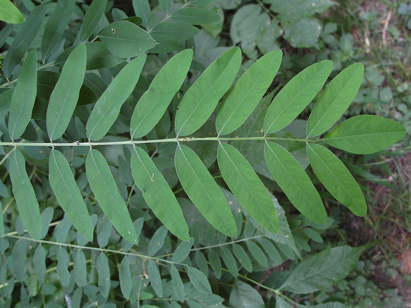 Image of Amorpha fruticosa specimen.