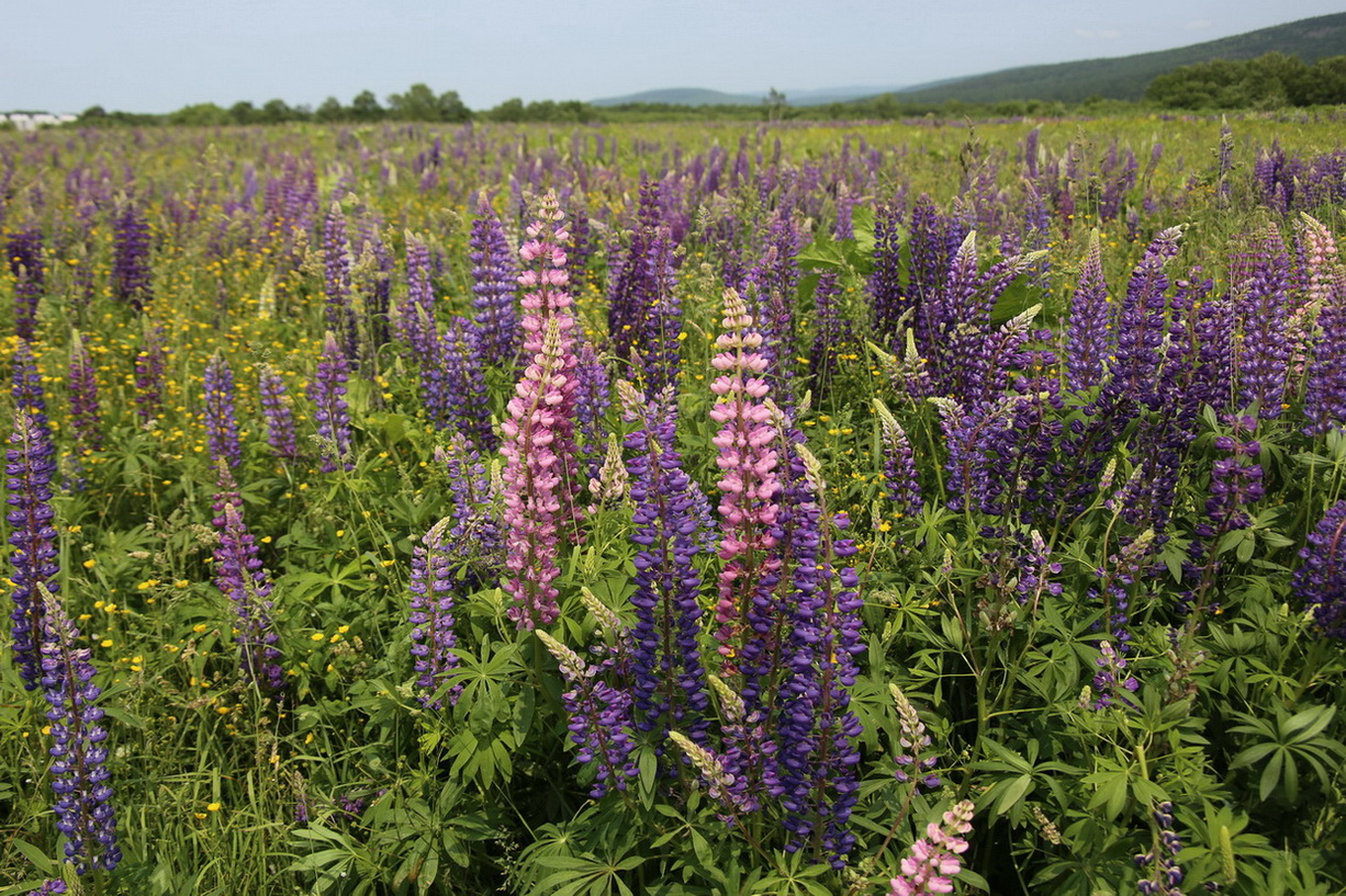 Image of Lupinus &times; regalis specimen.