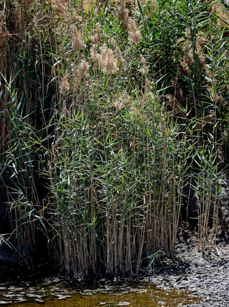 Изображение особи Phragmites australis.