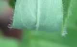 Hieracium furvescens. Нижняя поверхность стеблевого листа. Мурманская обл., окр. г. Заозёрск, высота 314.9, южный склон, травяно-кустарничковое берёзовое мелколесье. 01.08.2022.