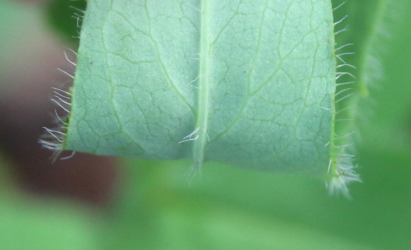 Image of Hieracium furvescens specimen.