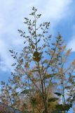 Macleaya cordata