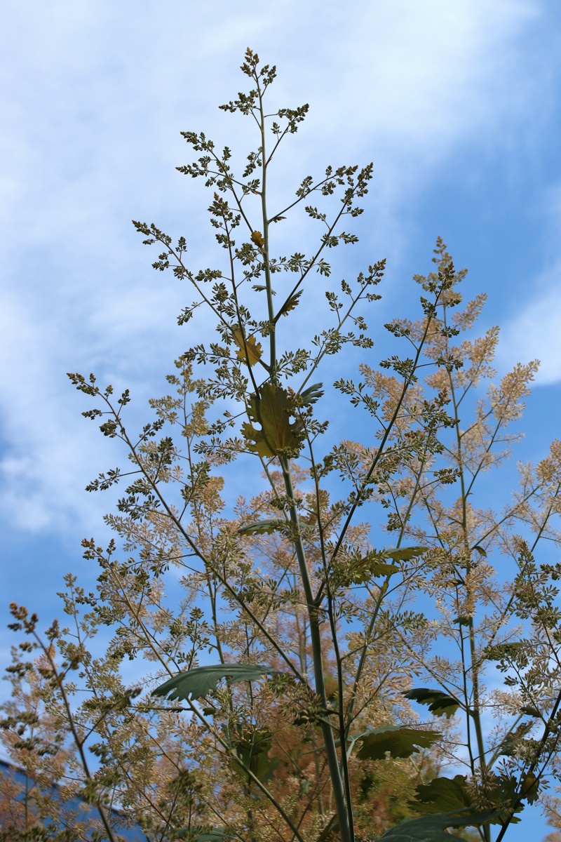 Image of Macleaya cordata specimen.