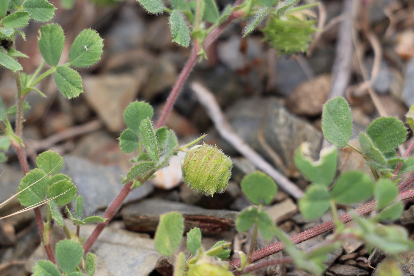 Image of Medicago rigidula specimen.