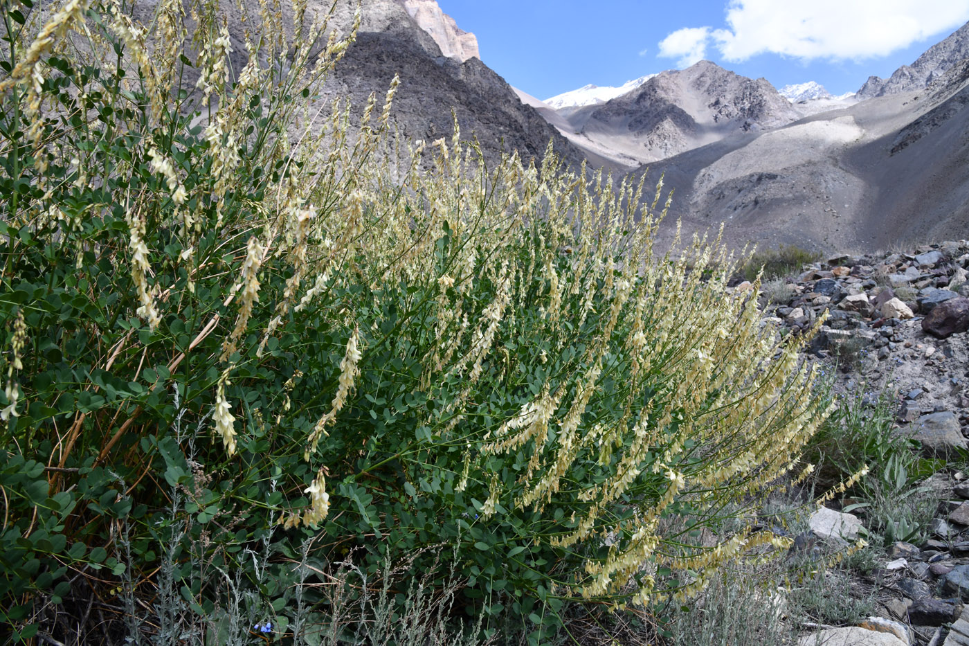 Изображение особи Hedysarum flavescens.