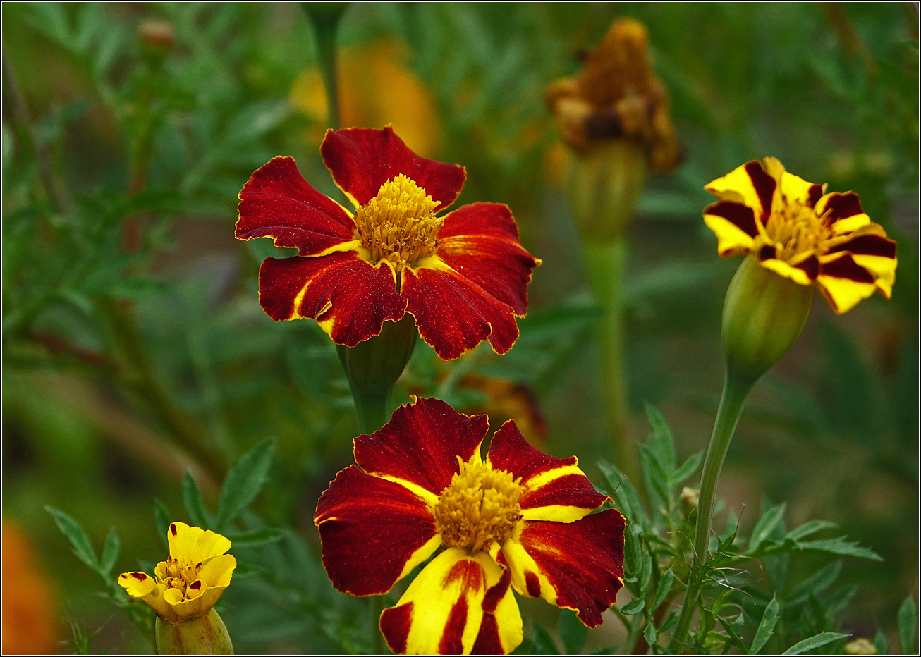 Image of Tagetes patula specimen.