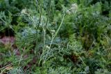 Daucus sativus