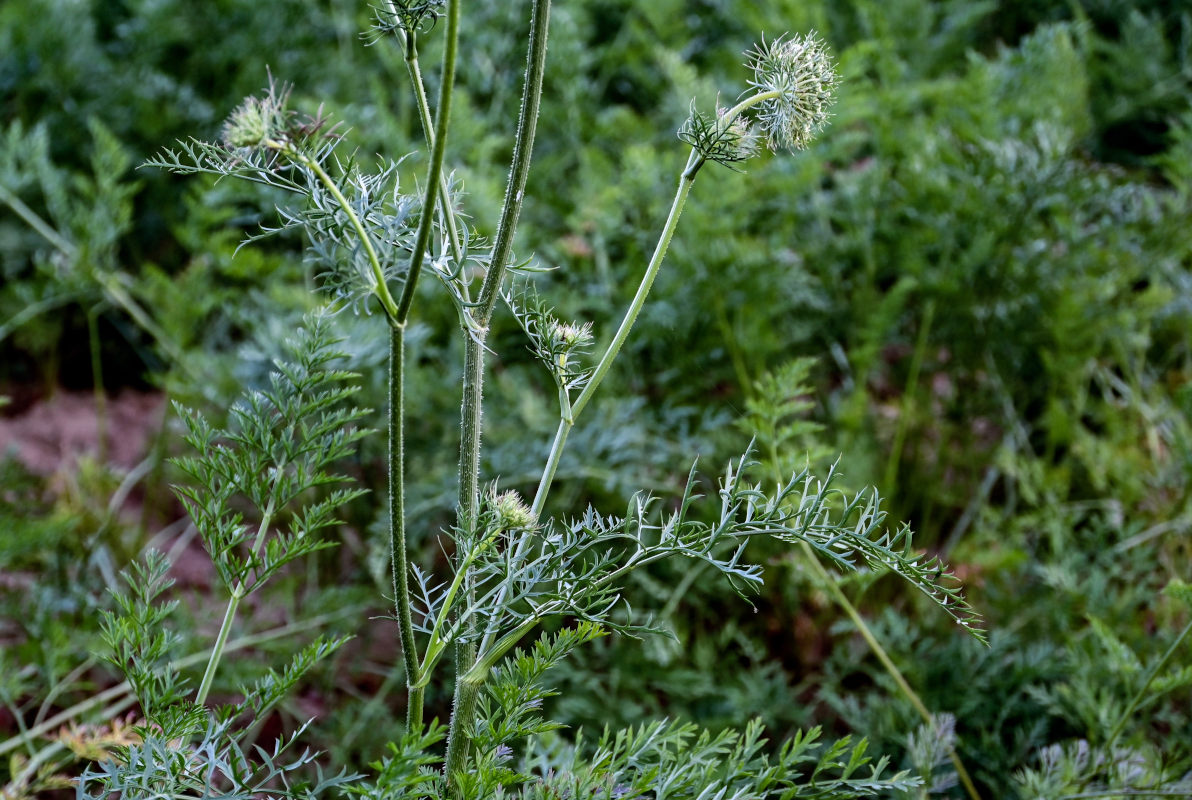 Изображение особи Daucus sativus.