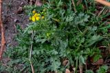 Senecio vernalis. Цветущее растение. Армения, г. Ереван, у дороги. 09.03.2024.