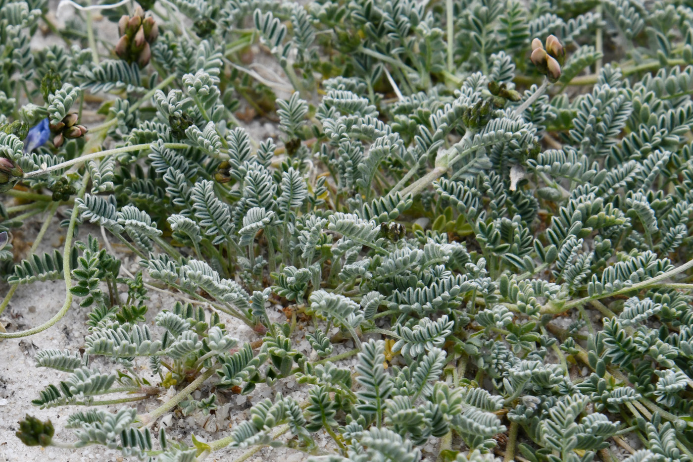 Image of genus Oxytropis specimen.