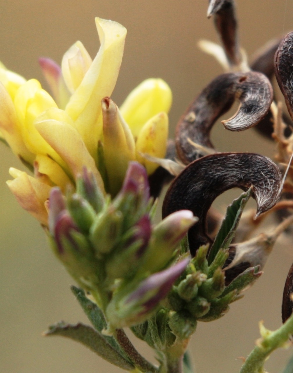 Image of Medicago falcata specimen.