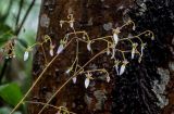 Saxifraga stolonifera. Соцветия. Китай, провинция Хунань, гора Тяньмэнь, каменистый склон, смешанный лес. 09.06.2024.