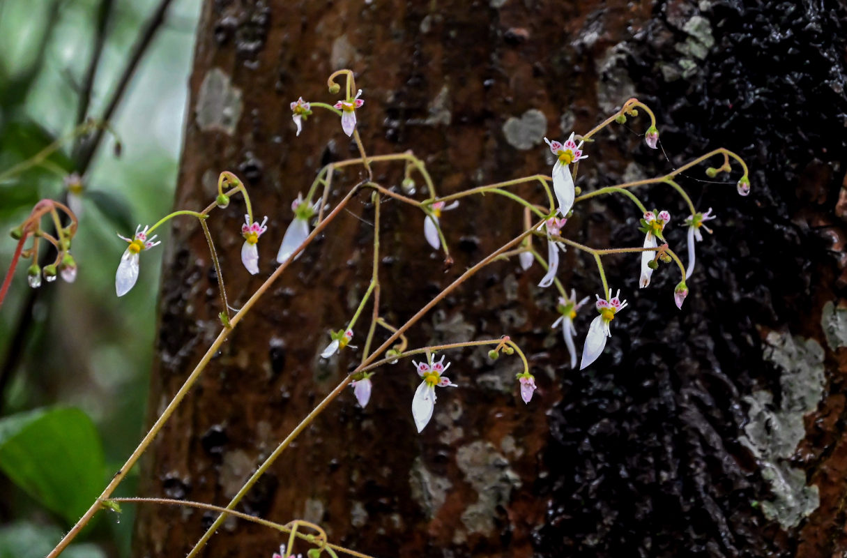 Image of Saxifraga stolonifera specimen.