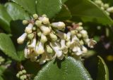 Viburnum suspensum