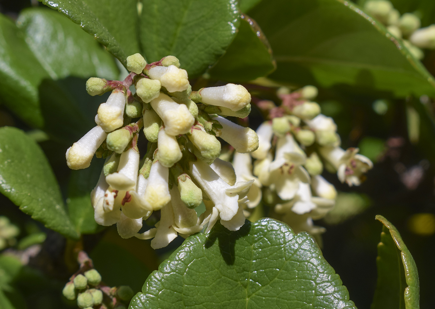 Image of Viburnum suspensum specimen.