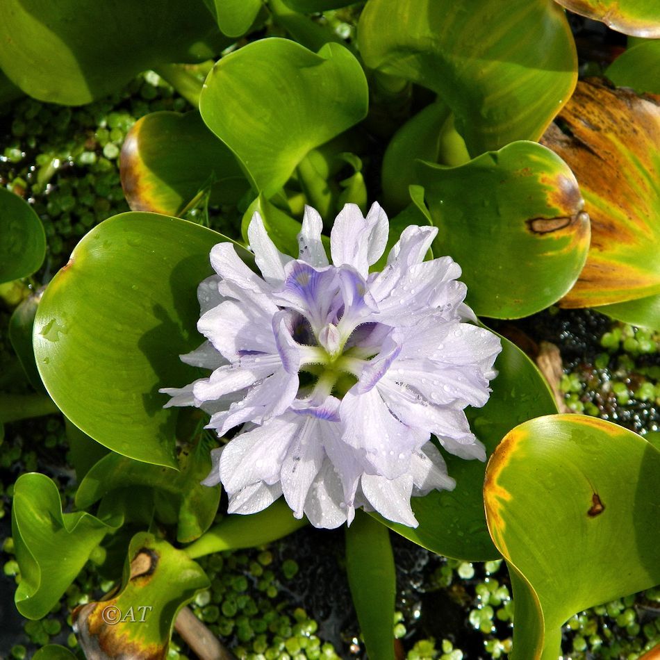 Image of Eichhornia crassipes specimen.