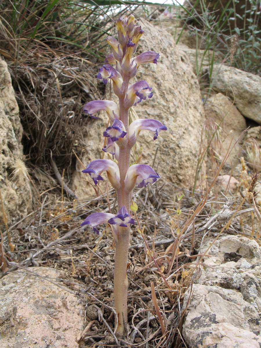 Изображение особи Orobanche cumana.