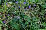 Geranium pratense. Верхушка цветущего и плодоносящего растения. Московская обл., Дмитровский гор. округ, дол. р. Волгуша, луг. 31.08.2024.