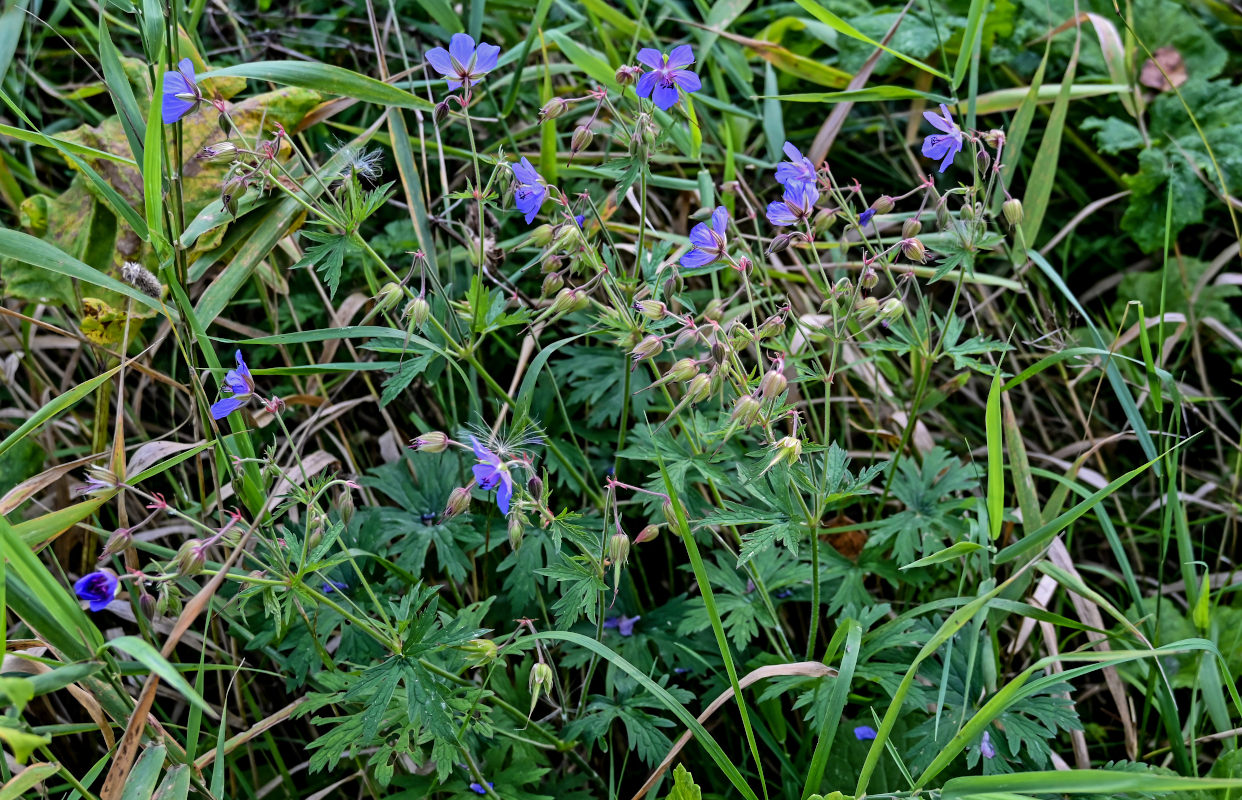 Изображение особи Geranium pratense.