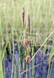 Carex lasiocarpa. Верхушка плодоносящего растения. Республика Карелия, Ладожское озеро, о-в Сюскюянсаари, заболоченное место на скалах. Начало июля.